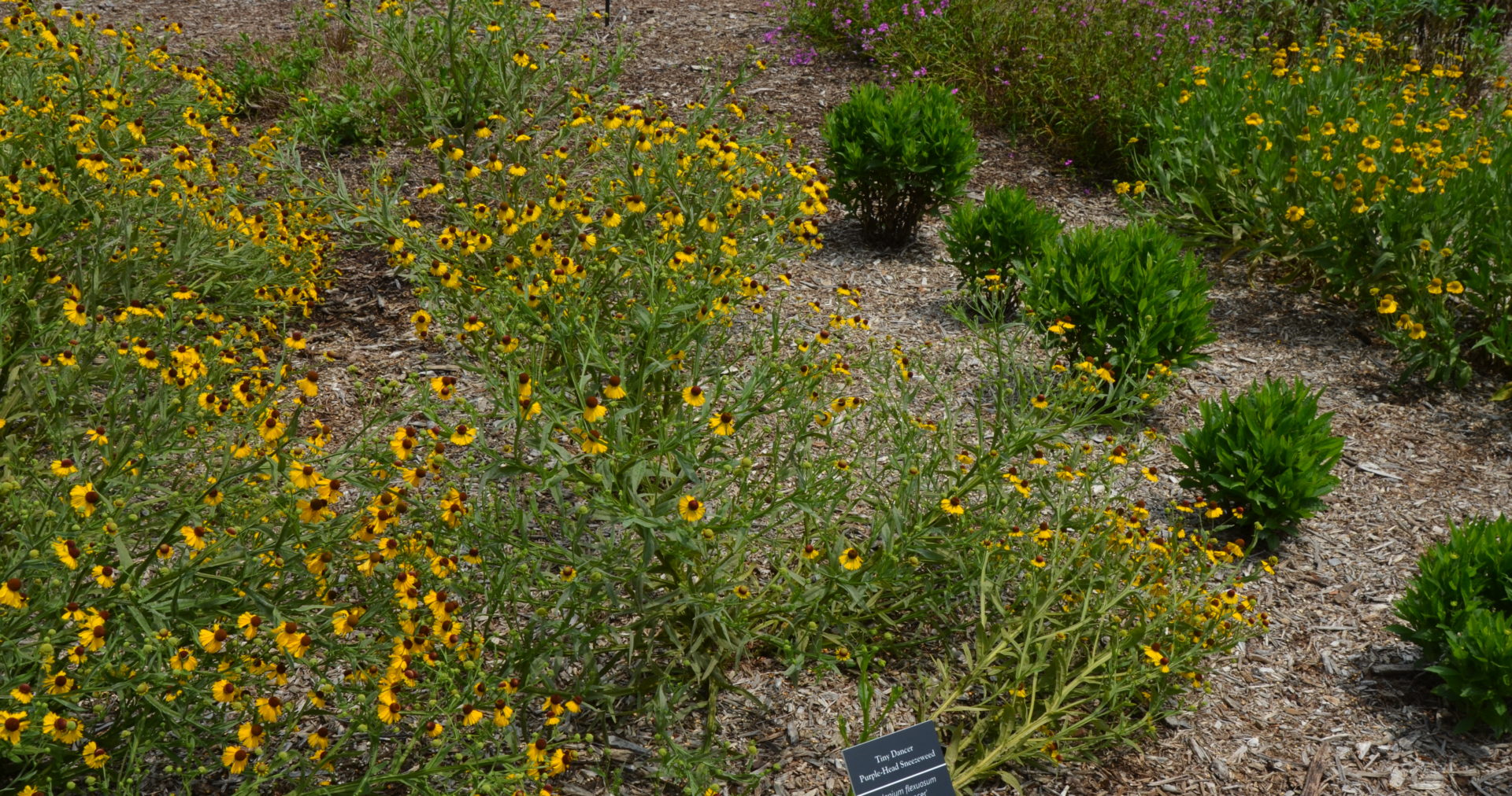 Helenium "Tiny Dancer" Lila Headed Samen kompakt – Lila Helenium