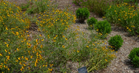 Helenium "Tiny Dancer" Lila Headed Samen kompakt – Lila Helenium