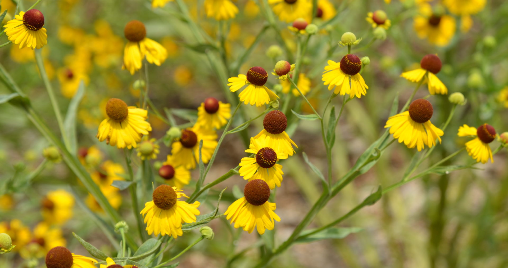 Helenium "Tiny Dancer" Lila Headed Samen kompakt – Lila Helenium