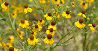 Helenium "Tiny Dancer" Lila Headed Samen kompakt – Lila Helenium