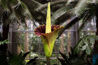 Amorphophallus Blumensamen zur Aussaat Drought verträglich Traditionssorte & ohne Gentechnik Samen Hausgarten