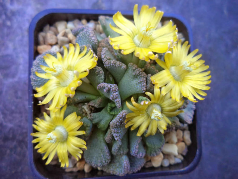 Titanopsis Fulleri Samen einfache Aussaat