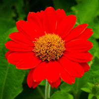 Mexican (mexican sunflower) samen for anpflanzung in home garten