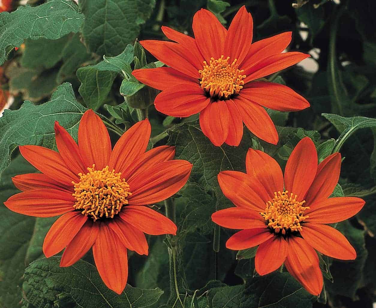 Tithonia Blumensamen zur Aussaat pflegeleicht Traditionssorte & ohne Gentechnik Samen Hausgarten