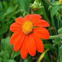 Orange Tithonia Blumensamen zur Aussaat – leuchtende einjährige Blüten