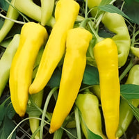 Banana Pepper Paprika Samen