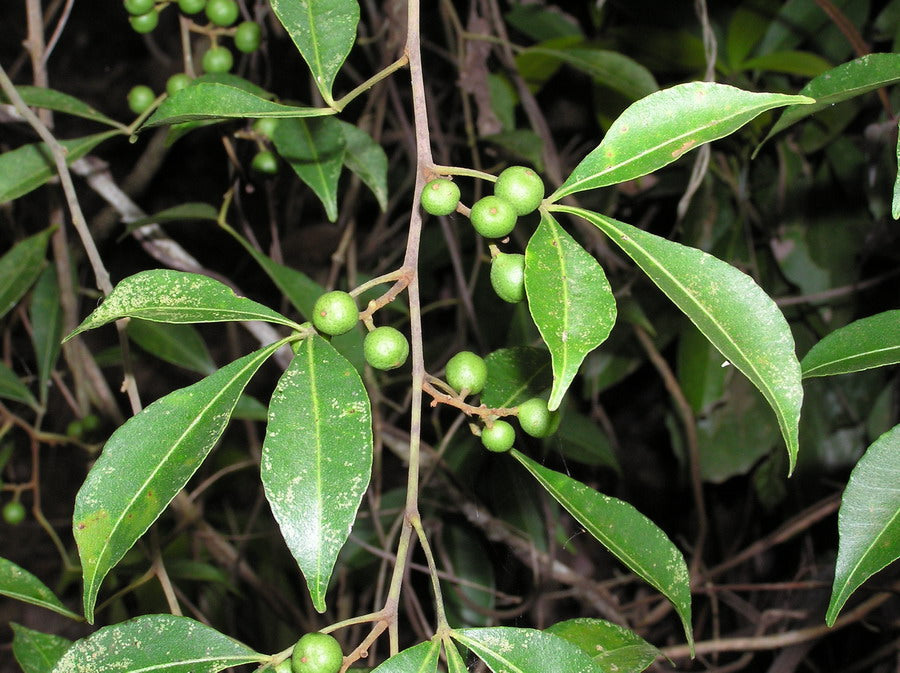 Grün Toddalia Blumensamen zur Aussaat – sonnenliebend – Traditionssorte & ohne Gentechnik Samen Hausgarten