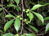 Grün Toddalia Blumensamen zur Aussaat – sonnenliebend – Traditionssorte & ohne Gentechnik Samen Hausgarten