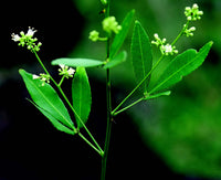 Grün Toddalia Blumensamen zur Aussaat – sonnenliebend – Traditionssorte & ohne Gentechnik Samen Hausgarten