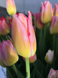 Gelb Rosa Tulpe Blumensamen zur Aussaat – Wildblume Mischung – Traditionssorte & ohne Gentechnik Samen Hausgarten