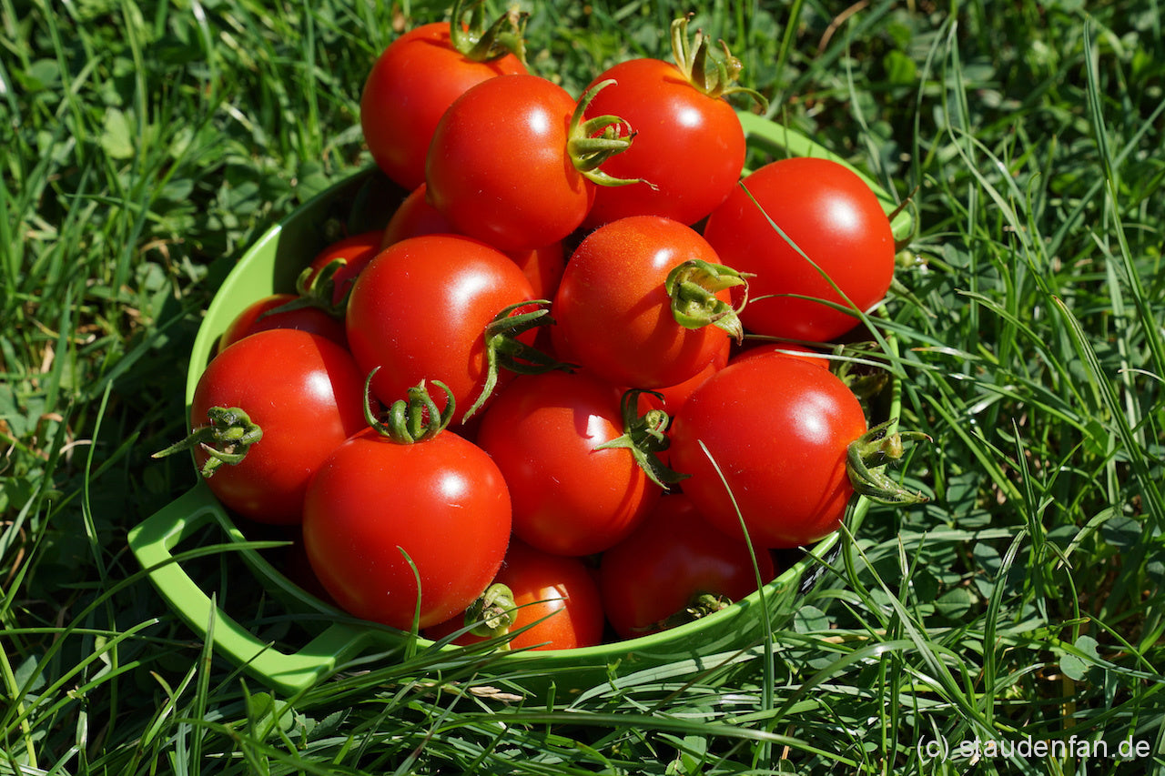 Geranium Kiss Tomate Gemüse Samen zum Pflanzen