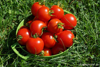 Geranium Kiss Tomate Gemüse Samen zum Pflanzen