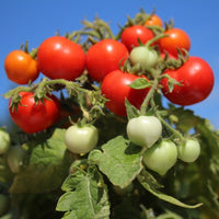 Rot Gemüse Tomate Samen zum Pflanzen