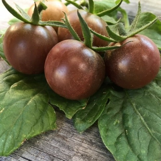 Braun Tomate Gemüsesamen for Growing