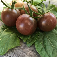 Braun Tomate Gemüsesamen for Growing
