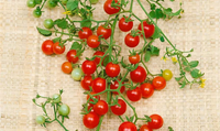 Papadennis Süße Tomaten pflanzen Samen for Rich Flavor