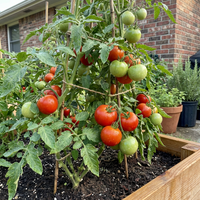 Tomatensamen Amelia Bio