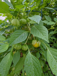 Hell Gelb Tomatillo Planting Samen for Home Gardens