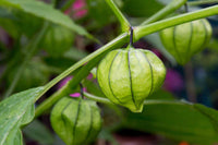 Green Tomatillo Samen for Your Garden
