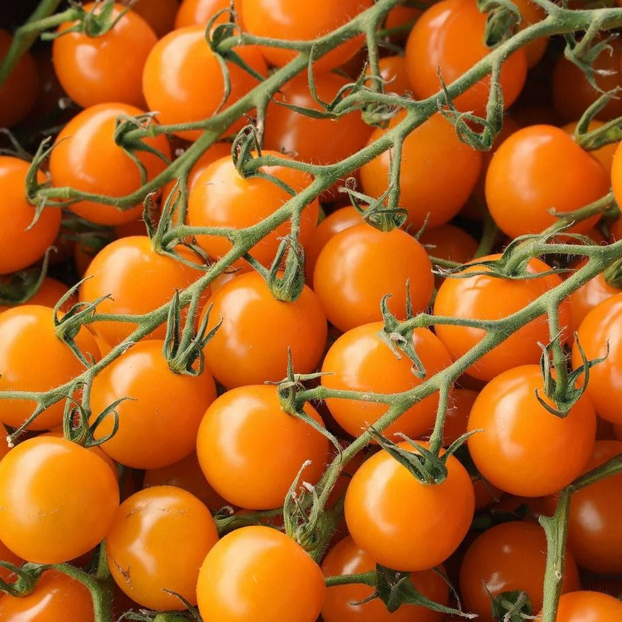 Moonglow Tomate Solanum lycopersicum Gemüse Samen zum Pflanzen in Gemüse Patch