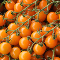 Moonglow Tomate Solanum lycopersicum Gemüse Samen zum Pflanzen in Gemüse Patch
