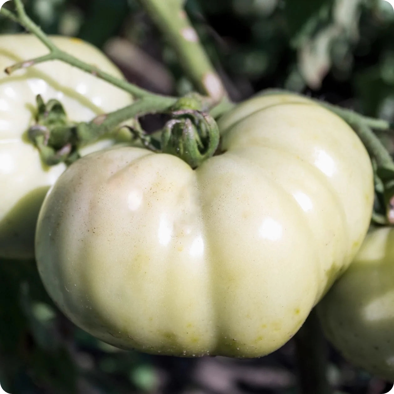 Weiß Tomate Samen für einfache Aussaat