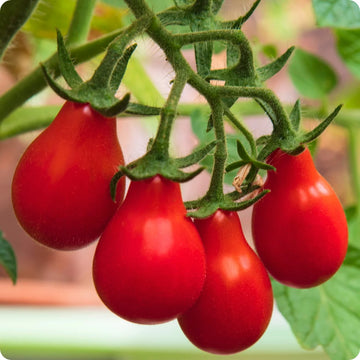 Rot Pear Tomate Samen – Organic Traditionell Tomatees for Sweet, Pear-Shaped Fruit