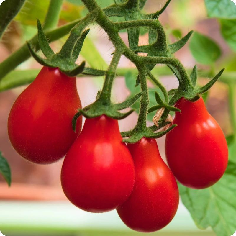 Rot Pear Tomate Samen – Organic Traditionell Tomatees for Sweet, Pear-Shaped Fruit
