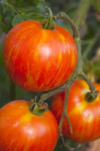 Orange Turkish Gemüse Samen zum Pflanzen