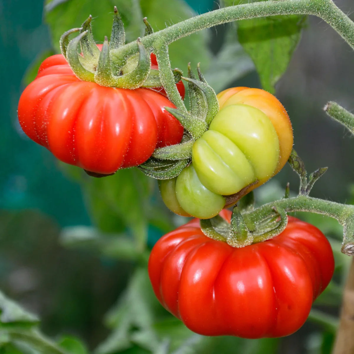 Rot Costoluto Tomate Samen for Gemüse Gardening - Easy Planting