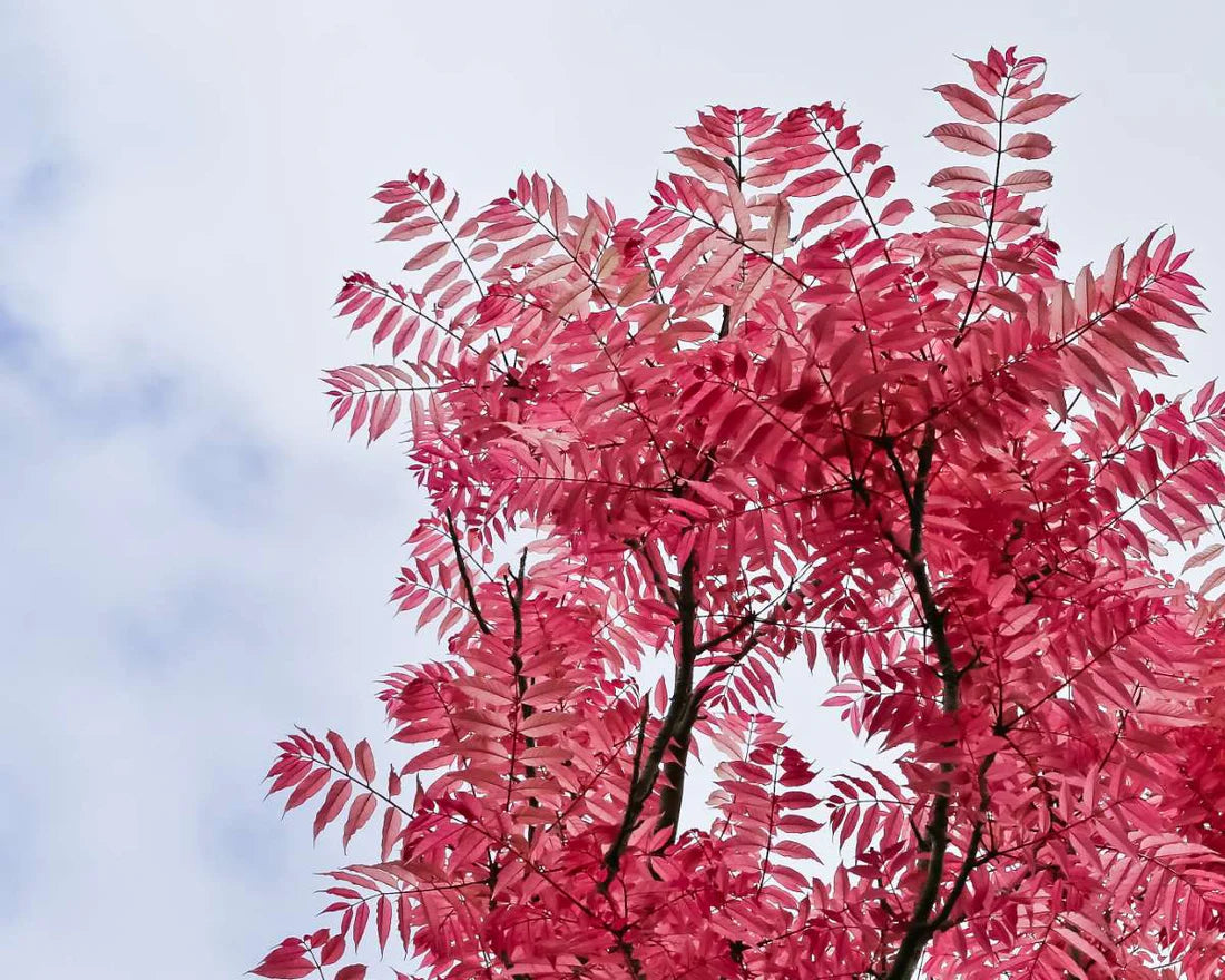 Chinese Toon Toona Sinensis Gemüsesamen