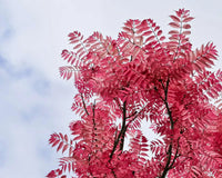 Chinese Toon Toona Sinensis Gemüsesamen
