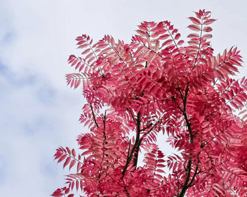 Chinese Toon Toona Sinensis Gemüsesamen