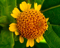 Toothache Pflanze Natural Relief Samen Growing Herbal Remedy Gärten