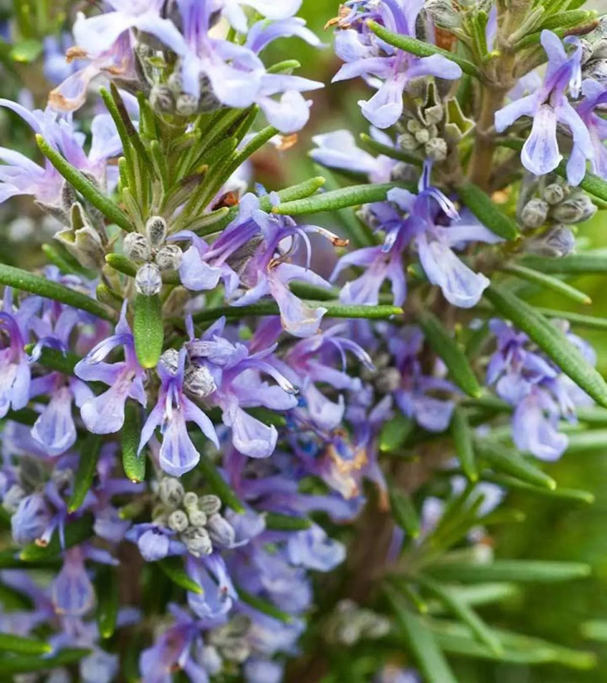 Lavendel Rosemary Blumensamen zur Aussaat – robust Sorte – Traditionssorte & ohne Gentechnik Samen Hausgarten