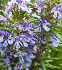 Lavendel Rosemary Blumensamen zur Aussaat – robust Sorte – Traditionssorte & ohne Gentechnik Samen Hausgarten
