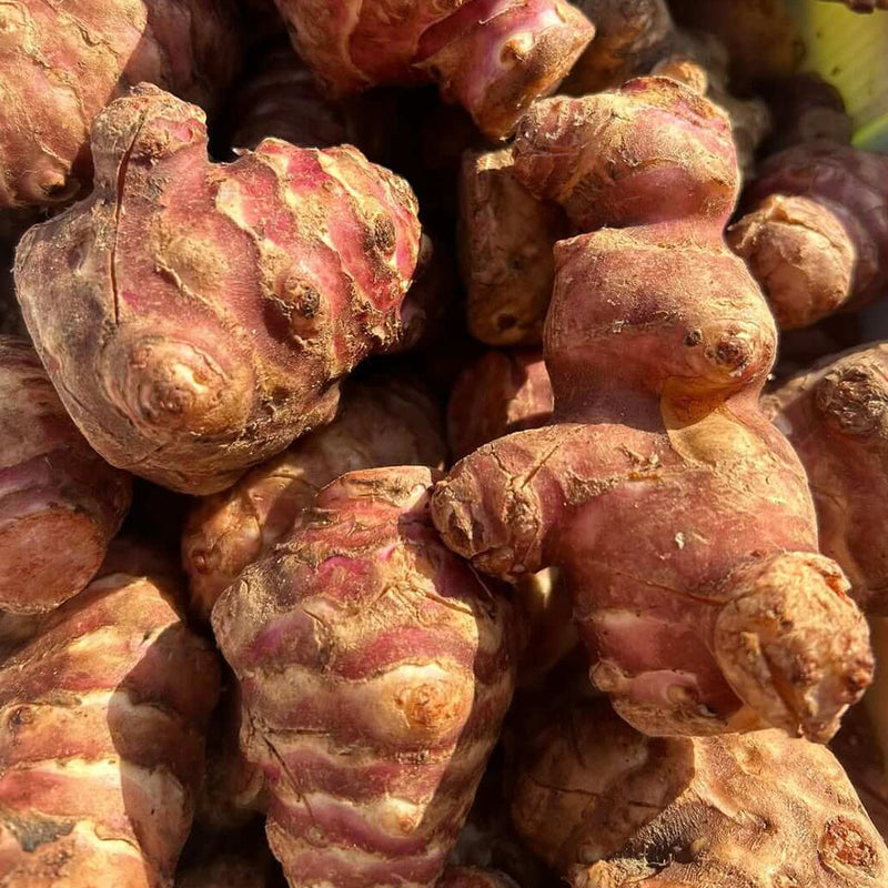 Semi di topinambur da piantare