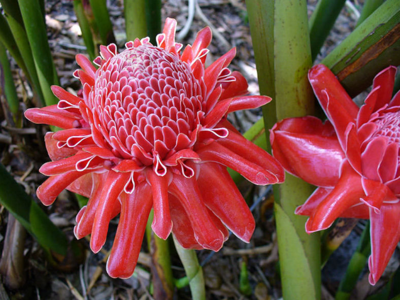 Rot Grün Torch Ginger Blumensamen zur Aussaat – Anzucht – Traditionssorte & ohne Gentechnik Samen Hausgarten