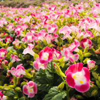 Torenia Blumensamen zur Aussaat und Gardening