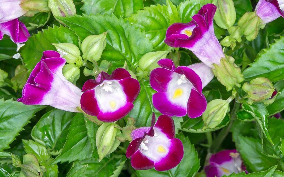 Violett Torenia Kauai Blumensamen zur Aussaat – robust Sorte – Traditionssorte & ohne Gentechnik Samen Hausgarten