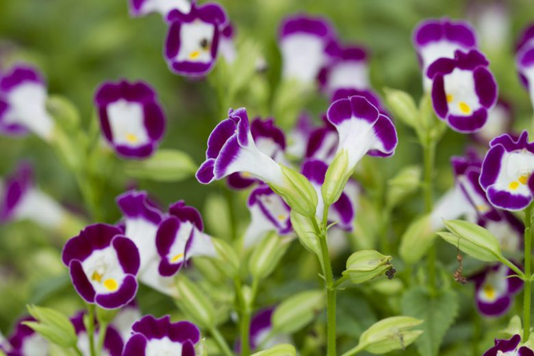 Gemischt Wishbone Blumensamen zur Aussaat – Landhaus Garten wichtig – Traditionssorte & ohne Gentechnik Samen Hausgarten