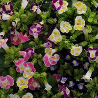 Torenia Blumensamen zur Aussaat und Gardening