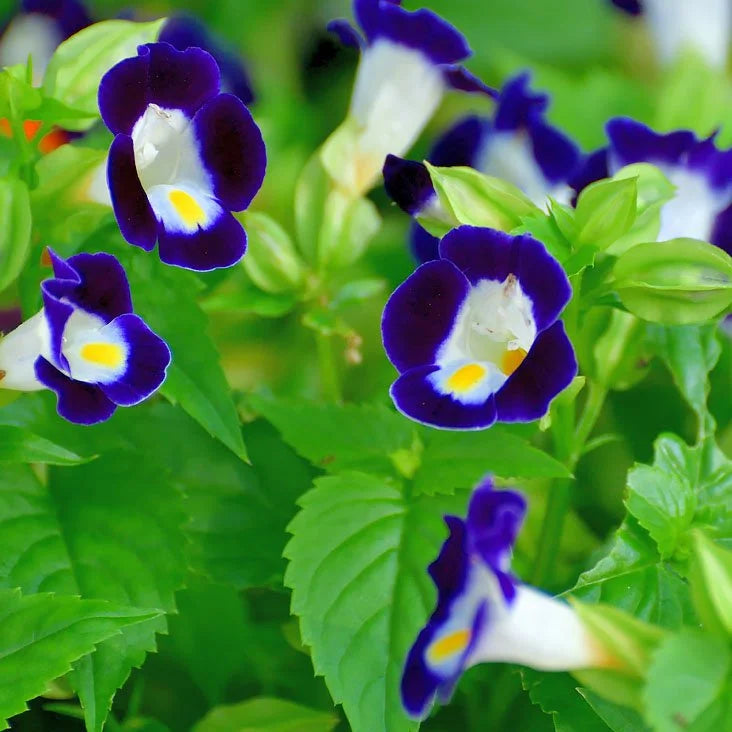 Gemischt Wishbone Blumensamen zur Aussaat – Landhaus Garten wichtig – Traditionssorte & ohne Gentechnik Samen Hausgarten