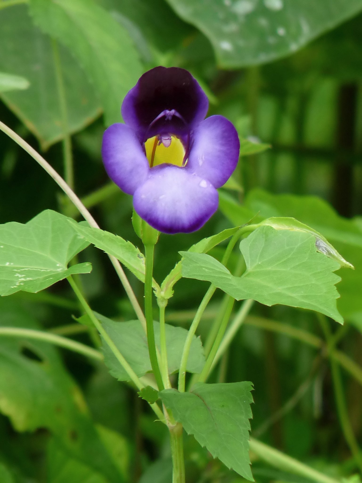 Torenia Blumensamen zur Aussaat farbenfroh Schau Traditionssorte & ohne Gentechnik Samen Hausgarten