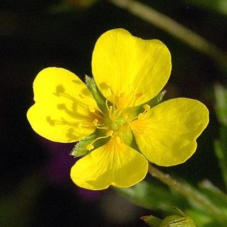 Tormentil Blumensamen zur Aussaat – duftend Blüten – Traditionssorte & ohne Gentechnik Samen Hausgarten