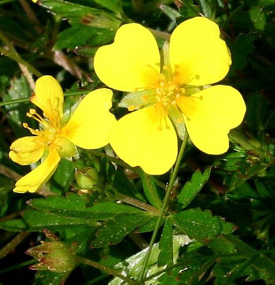 Tormentil Blumensamen zur Aussaat – duftend Blüten – Traditionssorte & ohne Gentechnik Samen Hausgarten