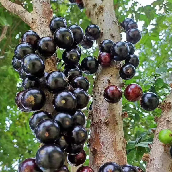 Plinia Blumensamen zur Aussaat – robust Sorte – Traditionssorte & ohne Gentechnik Samen Hausgarten