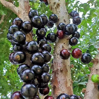 Plinia Blumensamen zur Aussaat – robust Sorte – Traditionssorte & ohne Gentechnik Samen Hausgarten
