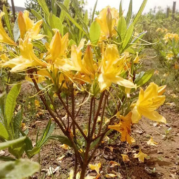 dunkel Gelb Azalee Blumensamen zur Aussaat sonnenliebend Traditionssorte & ohne Gentechnik Samen Hausgarten