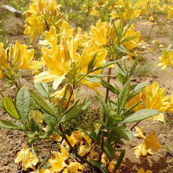 dunkel Gelb Azalee Blumensamen zur Aussaat sonnenliebend Traditionssorte & ohne Gentechnik Samen Hausgarten